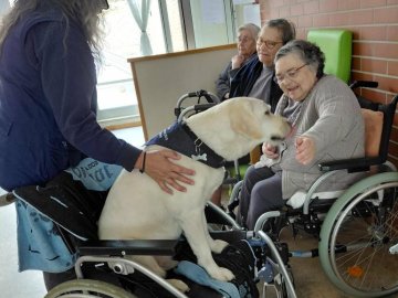 DIA INTERNACIONAL DO CÃO-GUIA 